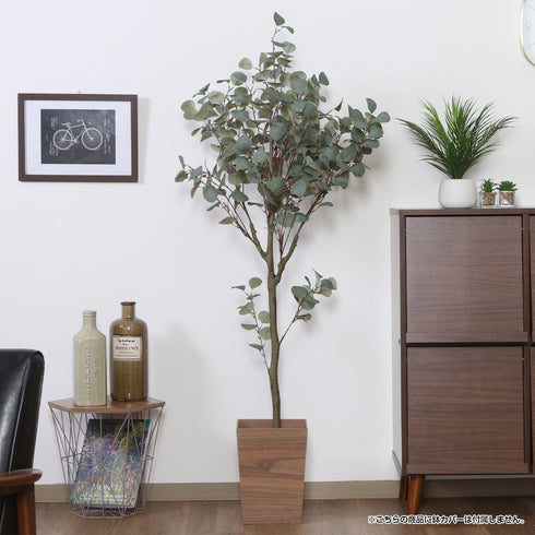 インテリアとしてお部屋を彩るだけでなく、空間に温かみやリラックス効果を与えます。