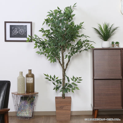 インテリアとしてお部屋を彩るだけでなく、空間に温かみやリラックス効果を与えます。