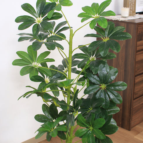 人工観葉植物 ヤドリフカノキ(W500×D500×H1050)