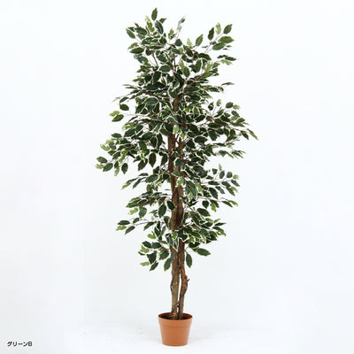 人工観葉植物 フィカス