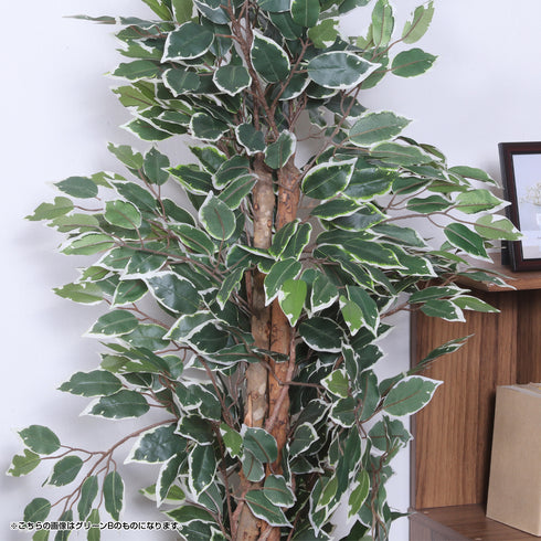 人工観葉植物 フィカス