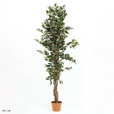 人工観葉植物 フィカス