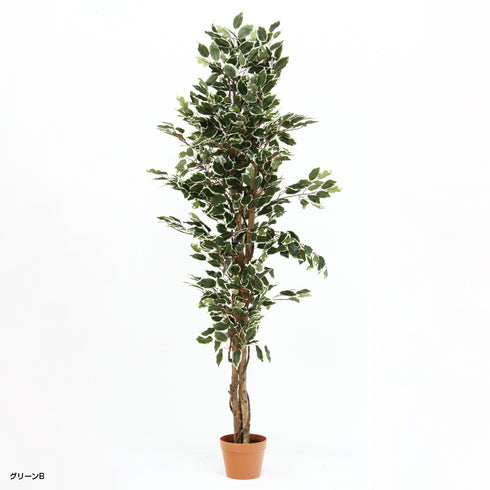 人工観葉植物 フィカス