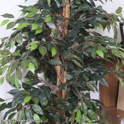 人工観葉植物 フィカス