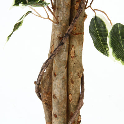 人工観葉植物 フィカス