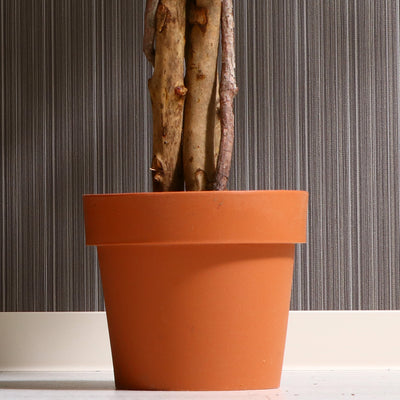 人工観葉植物 フィカス