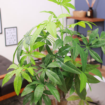 人工観葉植物 パキラ 朴の木タイプ(W900×D900×H1500)