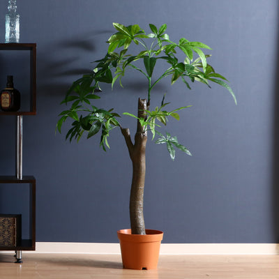 インテリアとしてお部屋を彩るだけでなく、空間に温かみやリラックス効果を与えます。