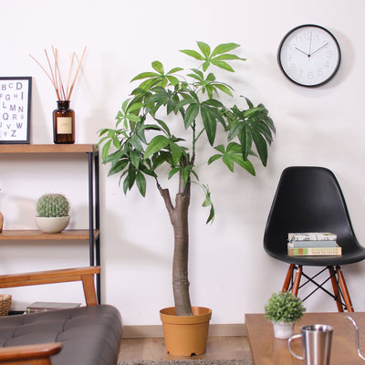 高さ150cmと大きすぎないのに1つ飾るだけでもしっかりと存在感を放ち、インテリアのアクセントになってくれます。