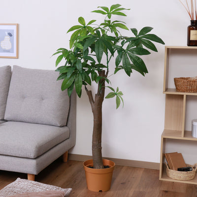 人工観葉植物 パキラ 朴の木タイプ(W900×D900×H1500)