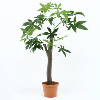 人工観葉植物 パキラ 朴の木タイプ(W900×D900×H1500)