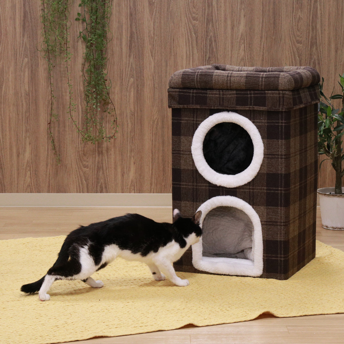 【好奇心を刺激する秘密基地】愛らしい猫ちゃんも思わず覗きたくなる、居心地の良い二つのお部屋が、毎日をさらに楽しく彩ります。