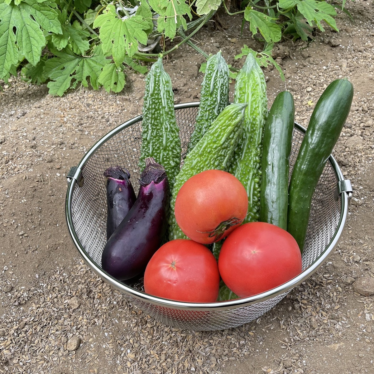 【新鮮な食材を快適に】収穫したばかりの野菜を素早く水切りし、鮮度を保ちます。