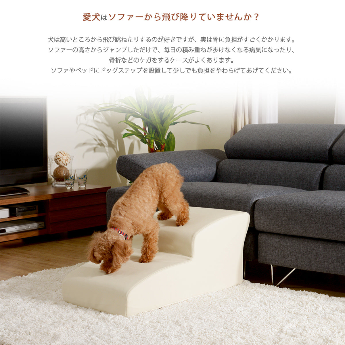 【未来の健康を守る選択】無理なジャンプは、愛犬の骨や関節に大きな負担をかけます。ドッグステップで、いつまでも元気に走り回れる体づくりをサポートしましょう。